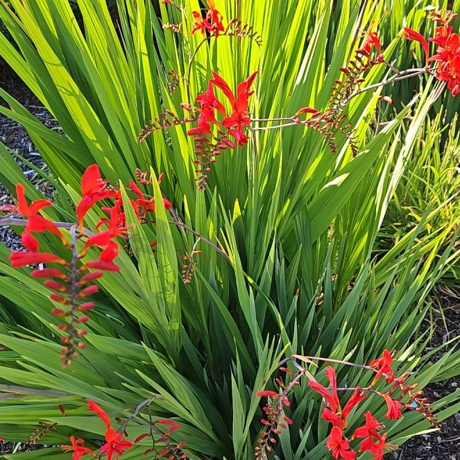 Photo of the plant species Greater Cobra Lily by @TidyLuckyred60 named Kendall on Greg, the plant care app