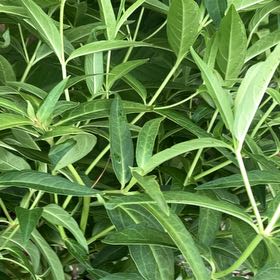 Photo of the plant species Alligatorweed by @SpotonDidelta13 named Marley on Greg, the plant care app