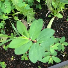 Photo of the plant species Hyssopleaf Sandmat by @SpotonDidelta13 named Apollo on Greg, the plant care app