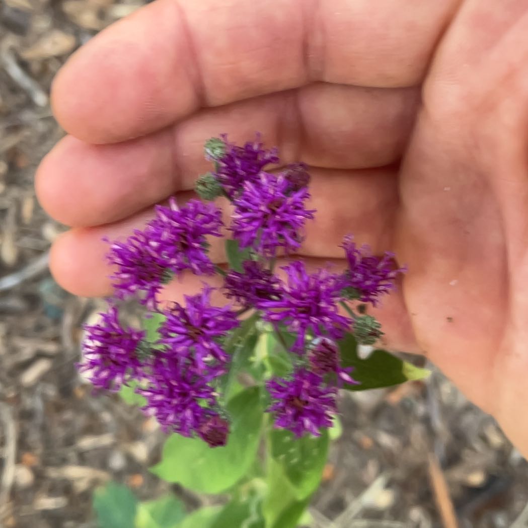 Photo of the plant species New York Ironweed by @SpotonDidelta13 named Darwin on Greg, the plant care app