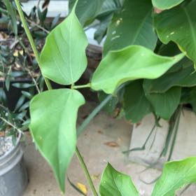 Photo of the plant species Kudzu by @SpotonDidelta13 named Remington on Greg, the plant care app