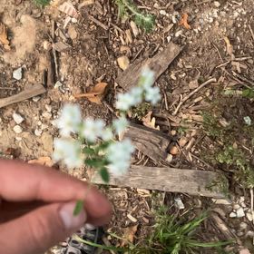 Photo of the plant species Spreading Hedgeparsley by @SpotonDidelta13 named Baesil on Greg, the plant care app