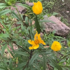 Photo of the plant species Sundrops by @SpotonDidelta13 named Sundrops on Greg, the plant care app