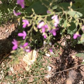 Photo of the plant species Chinese Wolfberry by @SpotonDidelta13 named Chinese Wolfberry on Greg, the plant care app