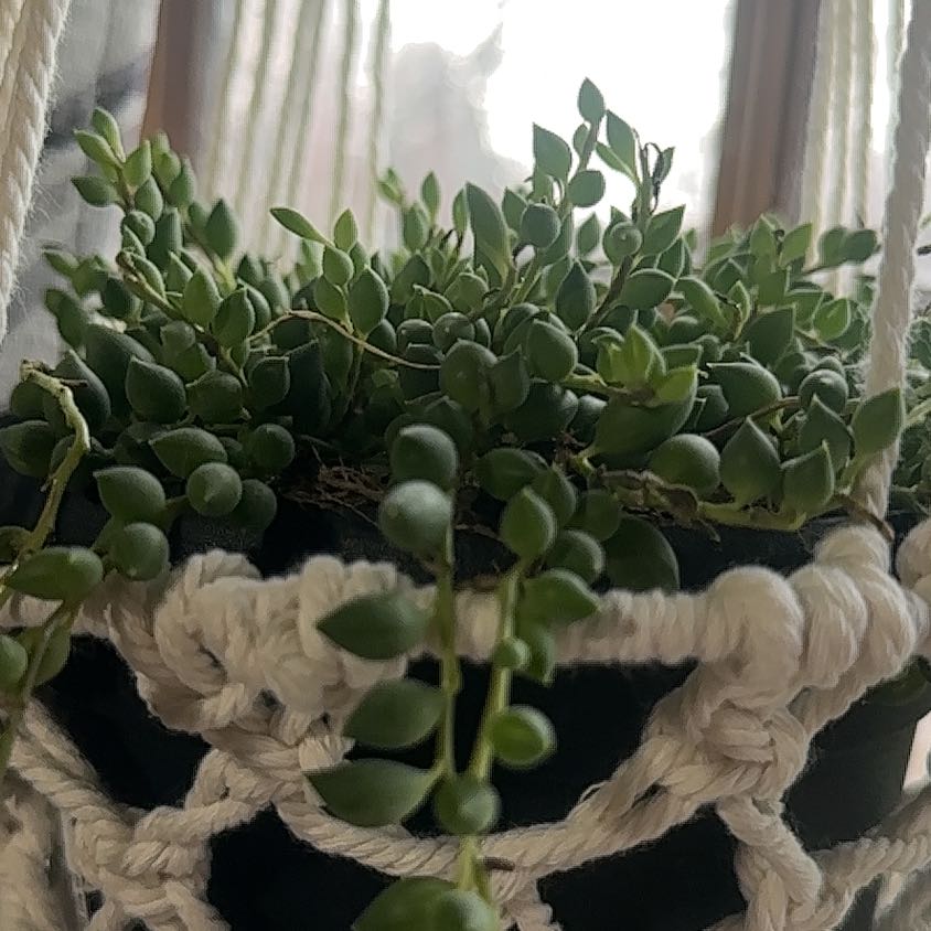 Photo of the plant species String of Tears by @MotherRuby90 named Pax on Greg, the plant care app
