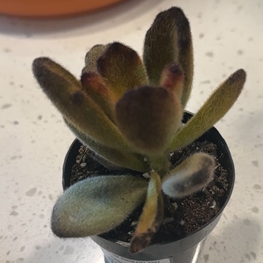 Photo of the plant species Kalanchoe 'Teddy Bear' by @DoyenneWaxivy66 named Spike Leaves on Greg, the plant care app