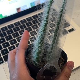 Photo of the plant species Opuntia by @AceBarley64 named Dax on Greg, the plant care app