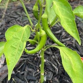 Photo of the plant species Garden Salsa Pepper by @GoodyMiro71 named Gaga on Greg, the plant care app