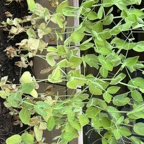 Photo of the plant species Oregon Sugar Pod Peas by @ZippyIcecaps43 named Beckham on Greg, the plant care app