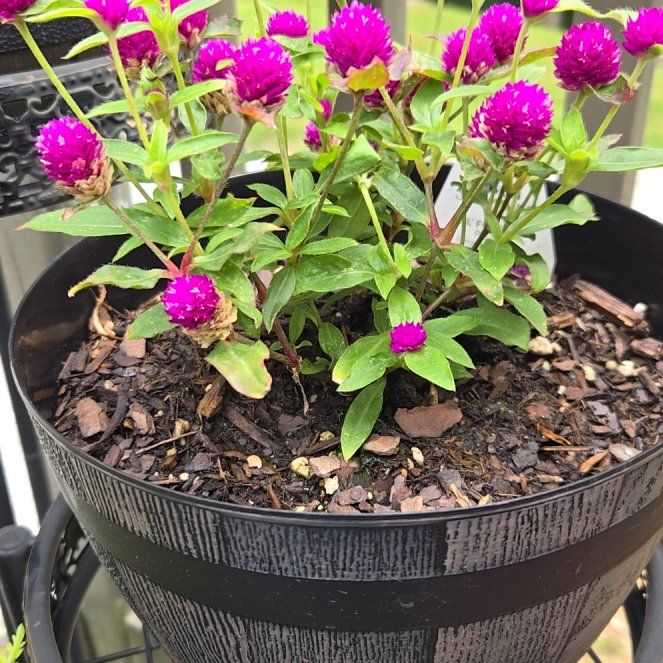 Photo of the plant species Globe Amaranth by @GladRedclaws56 named Austen on Greg, the plant care app