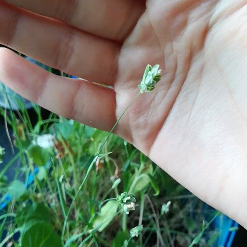 Photo of the plant species Timothy Canarygrass by @PoetAnacua78 named Winston on Greg, the plant care app