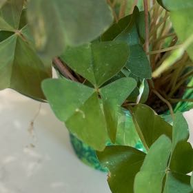 Photo of the plant species Common Yellow Woodsorrel by @PetFeijoa15 named Walt on Greg, the plant care app