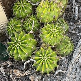 Photo of the plant species Argentine Giant by @AstuteDandelion named Lola on Greg, the plant care app