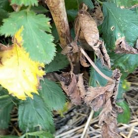 Photo of the plant species Bachelor's Button by @CivicHawthorn71 named Walt on Greg, the plant care app
