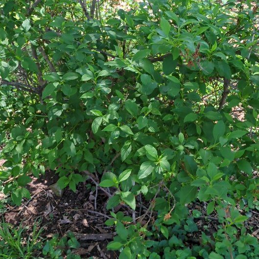 Photo of the plant species Winterberry by @TopShallot98 named Harmony on Greg, the plant care app
