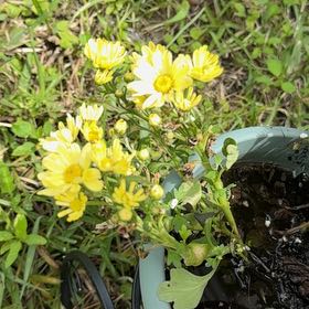 Photo of the plant species Butterweed by @ComicGabisan88 named Nithin on Greg, the plant care app