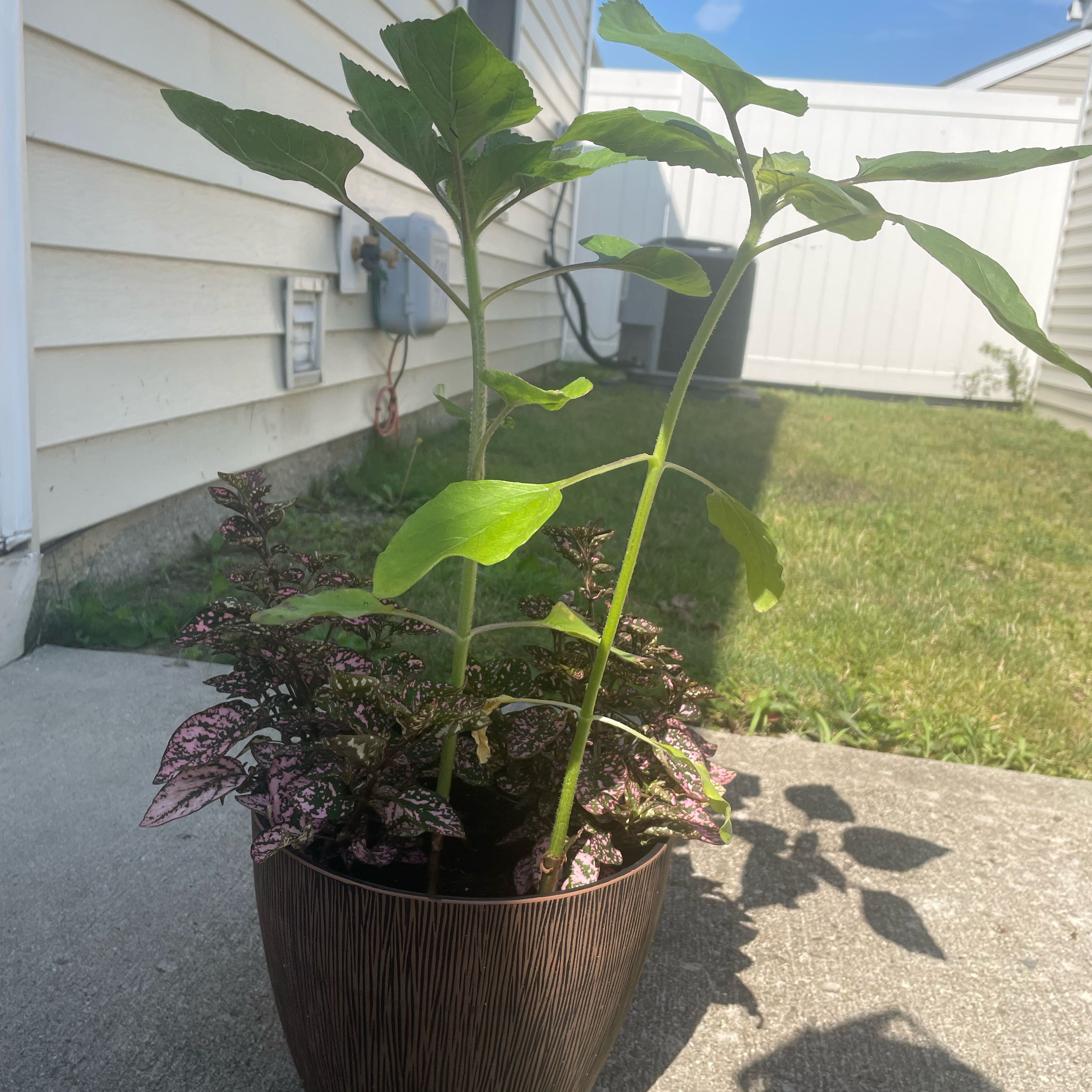 Photo of the plant species Evening Sun Sunflower by @GnarlyKatsura73 named Sunny on Greg, the plant care app