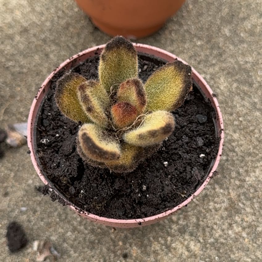 Photo of the plant species Kalanchoe 'Teddy Bear' by @AceBuzzylizzy26 named Roosevelt on Greg, the plant care app