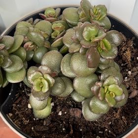 Photo of the plant species Jade by @AceBuzzylizzy26 named Scarlett on Greg, the plant care app