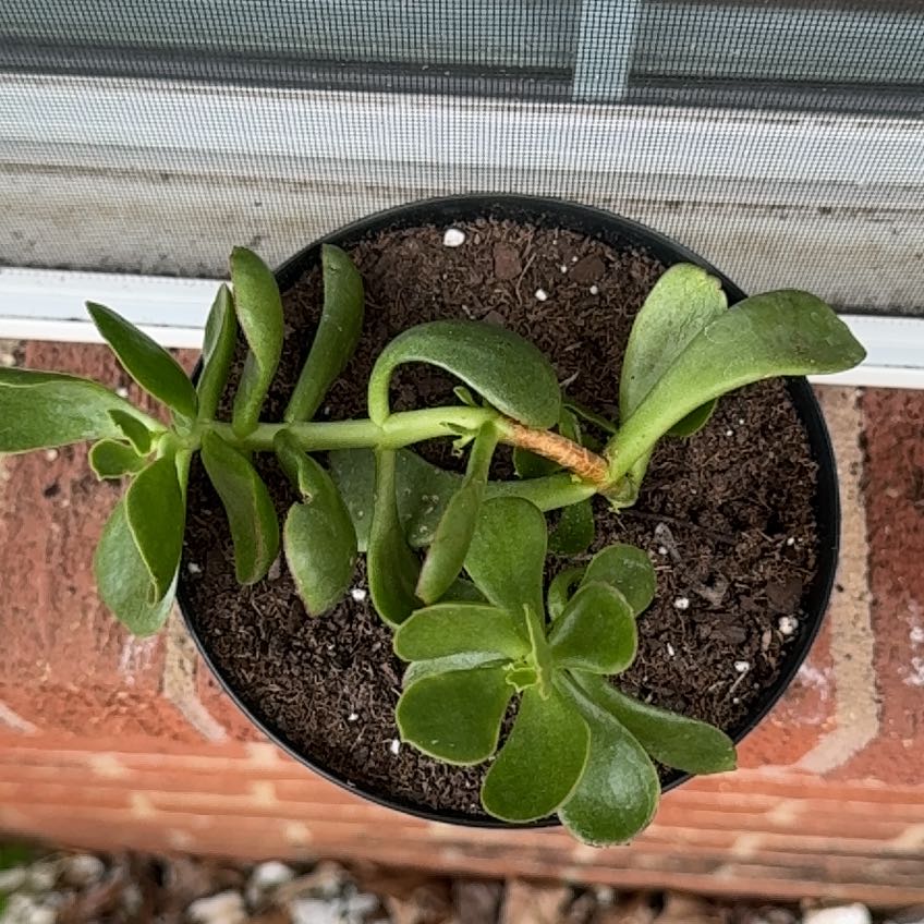 Photo of the plant species Mint Truffles by @AceBuzzylizzy26 named Walt on Greg, the plant care app