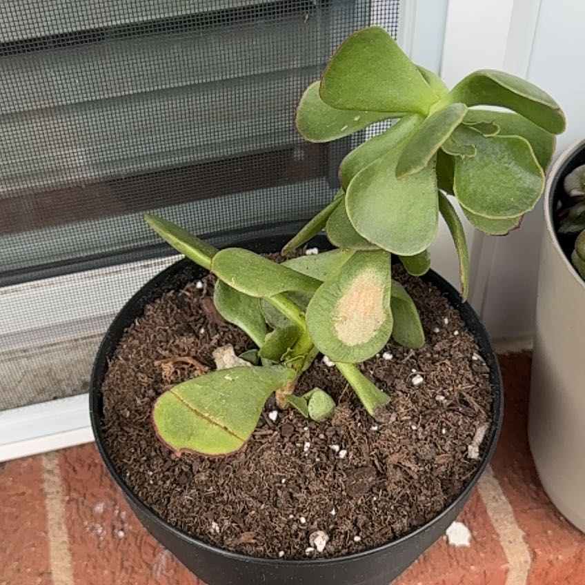 Photo of the plant species Cotyledon 'Mint Truffles' by @AceBuzzylizzy26 named Navajo on Greg, the plant care app