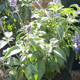 Photo of the plant species Mystic Spires Blue Salvia by @BonusLuckycoin named Emerson on Greg, the plant care app