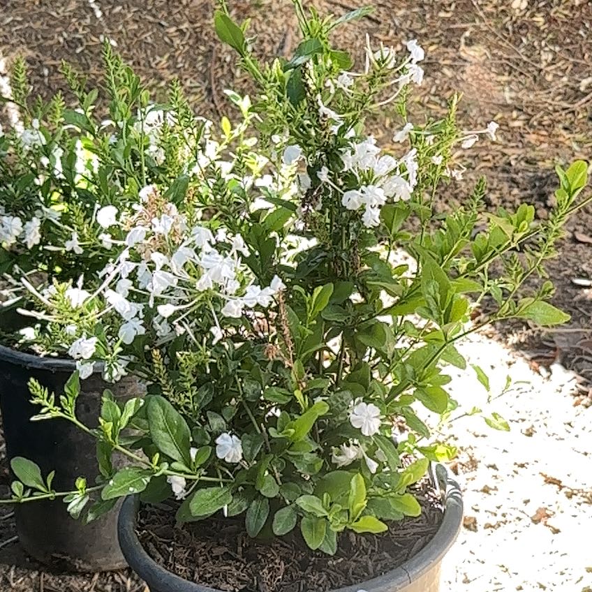 Photo of the plant species Plumbago zeylanica var. oxypetala by @BonusLuckycoin named Sherlock on Greg, the plant care app