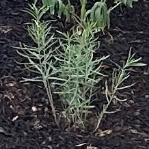 Photo of the plant species Mexican Milkweed by @BonusLuckycoin named Sahara on Greg, the plant care app