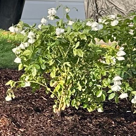 Photo of the plant species Iceberg Rose by @BonusLuckycoin named Bieber on Greg, the plant care app