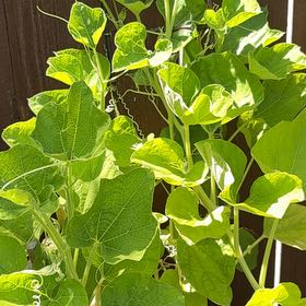Photo of the plant species European Birthwort by @BriskMaitake36 named Pax on Greg, the plant care app