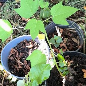 Photo of the plant species Yellow Passionflower by @BriskMaitake36 named Hemingway on Greg, the plant care app