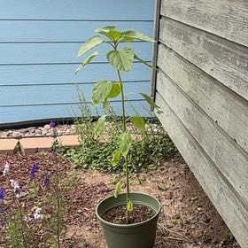 Photo of the plant species Common Sunflower 'Russian Mammoth' by @TastyKoa77 named Mammoth sunflower on Greg, the plant care app