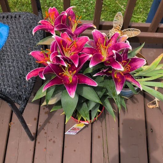 Photo of the plant species Lily 'Sunny Keys' by @pathwalker named Constance on Greg, the plant care app