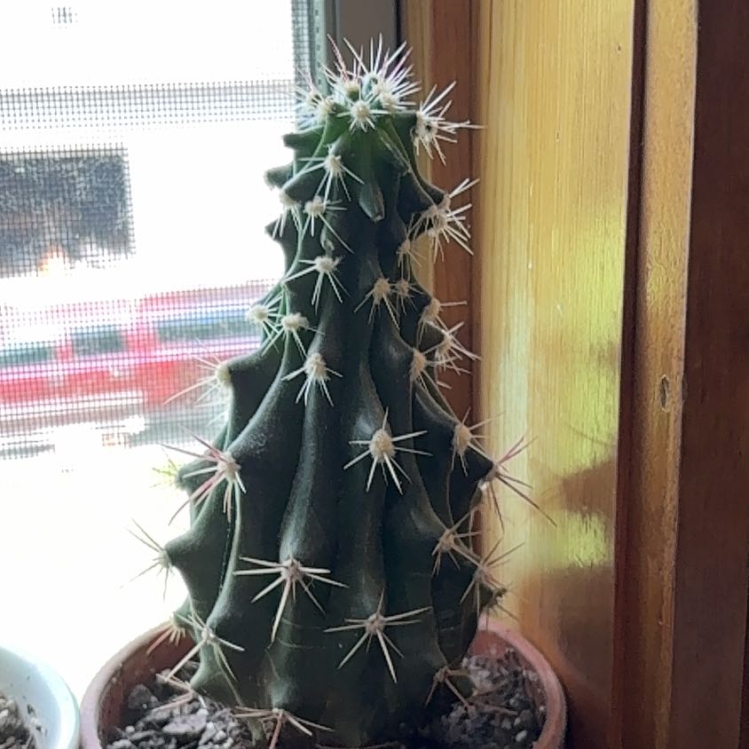 Photo of the plant species Fendler's Hedgehog Cactus by @avamuron named Hedgie on Greg, the plant care app