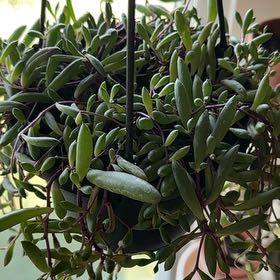 Photo of the plant species Senecio Purple Flush by @HeirCapemay44 named Nana on Greg, the plant care app