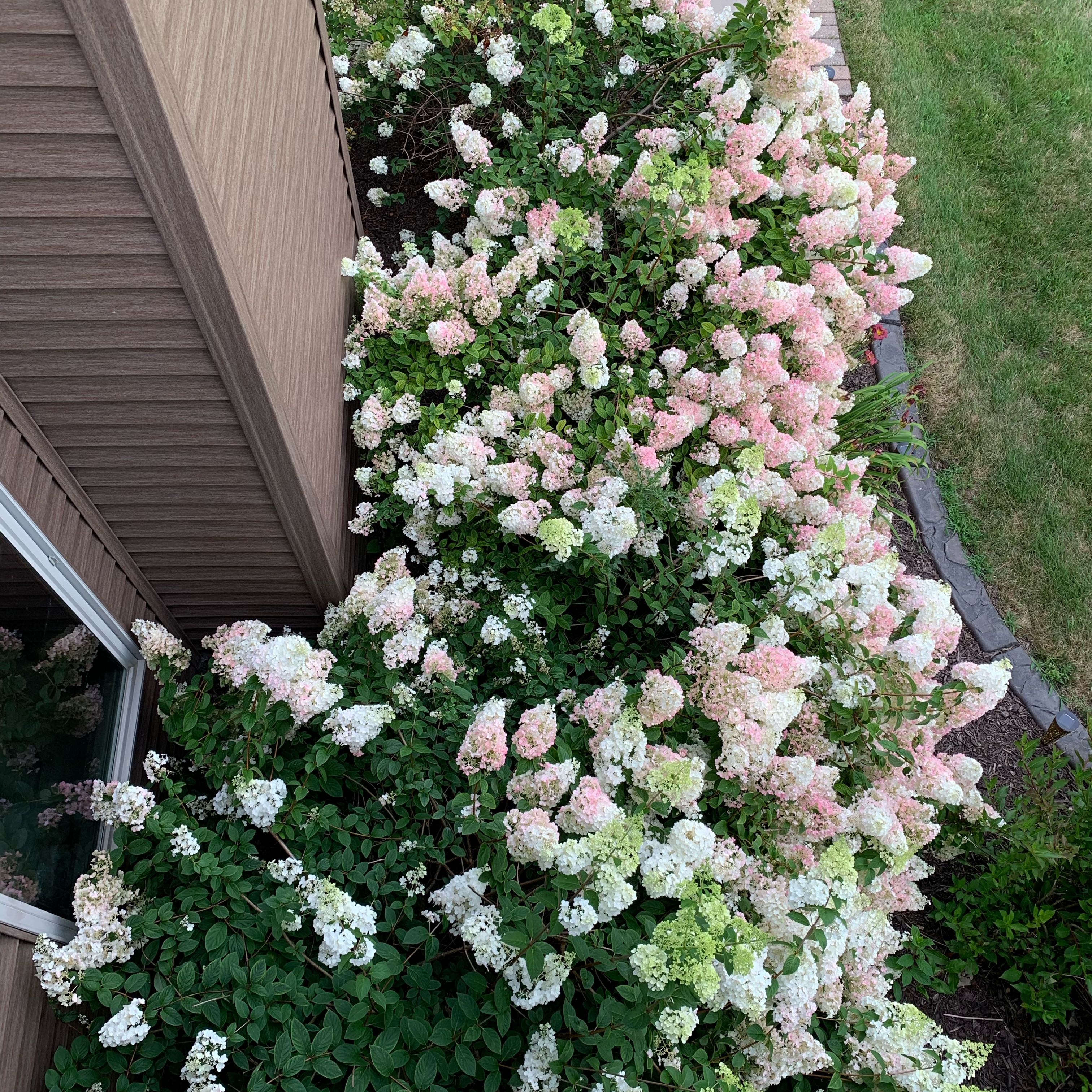 Photo of the plant species Strawberry Sundae Hydrangea by @PoshTutsan68 named Marley on Greg, the plant care app