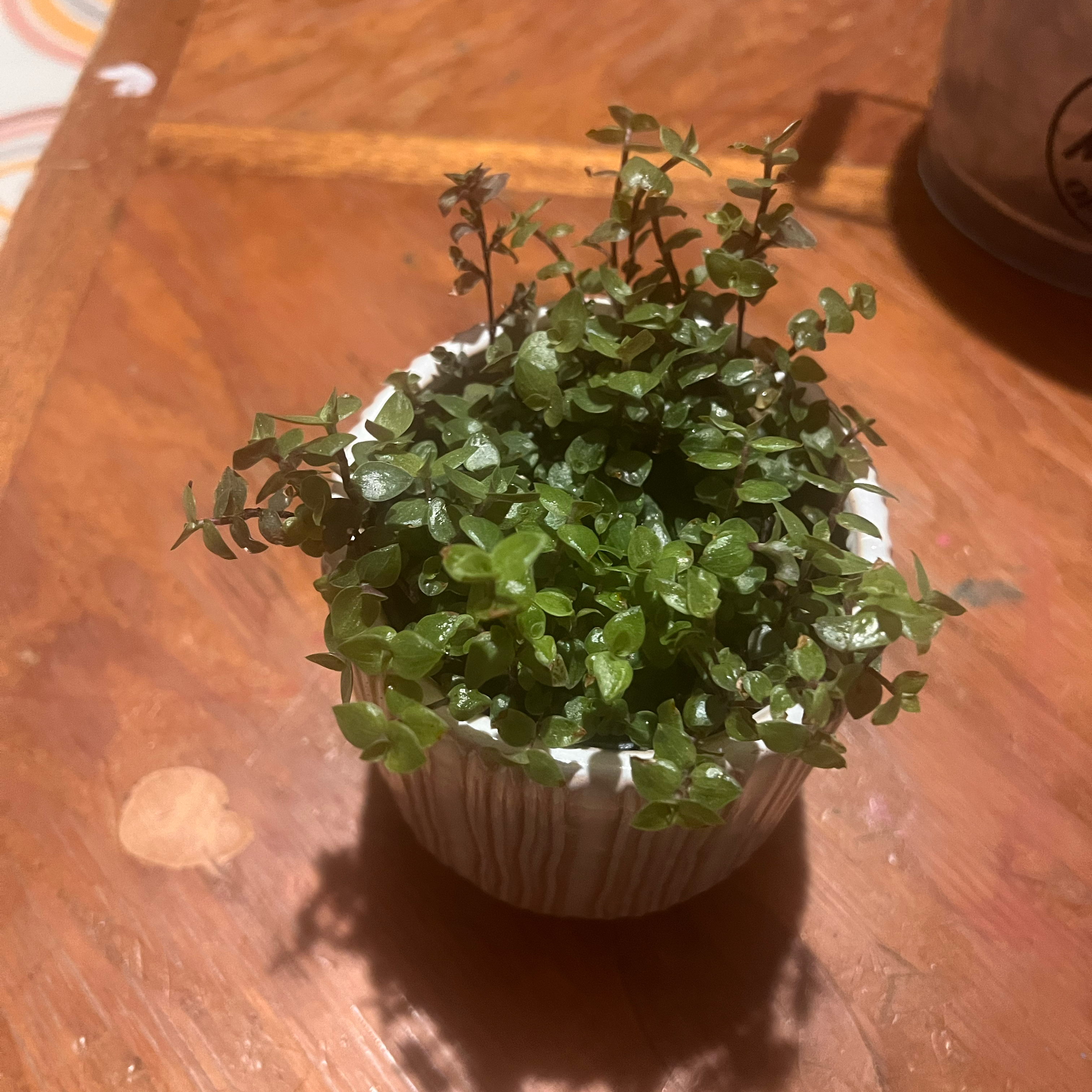 Photo of the plant species Turtle Vine by @StableKale82 named Gomez on Greg, the plant care app