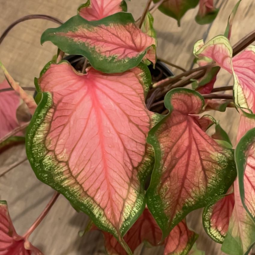 Photo of the plant species Caladium 'Heart to Heart® Heart and Soul' by @ZealShyleaf35 named Apollo on Greg, the plant care app