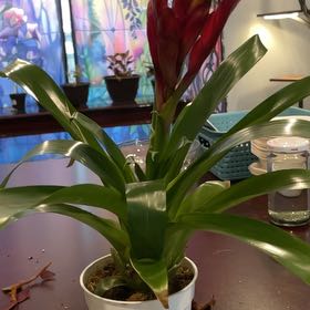 Photo of the plant species Vriesea by @ZealShyleaf35 named Cleopatra on Greg, the plant care app
