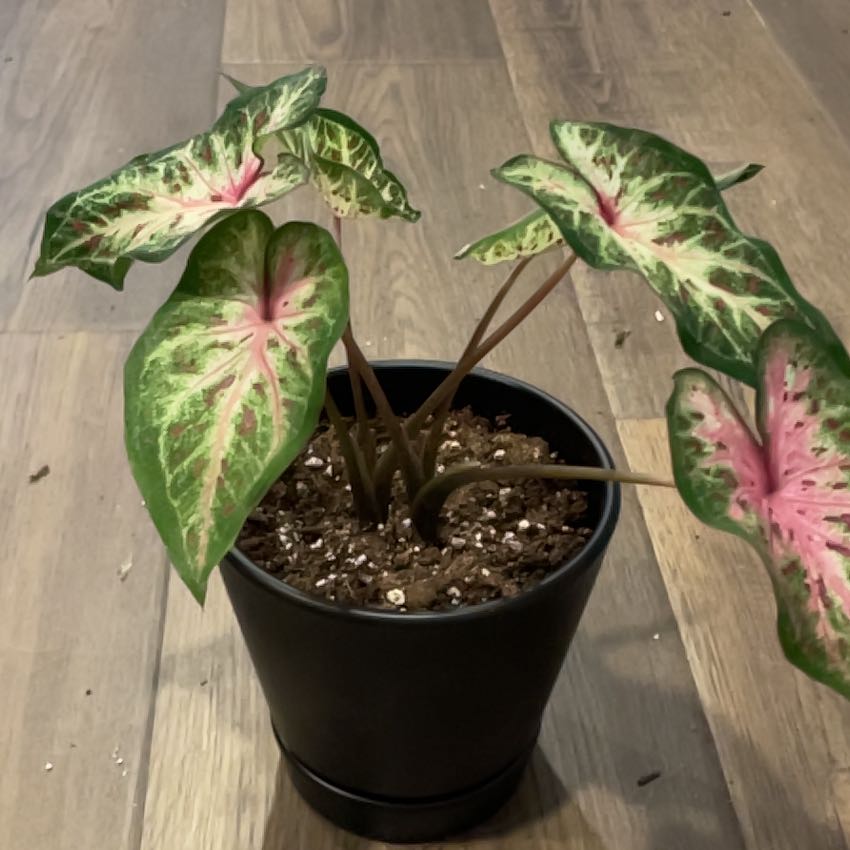 Photo of the plant species Heart and Soul Caladium by @ZealShyleaf35 named Heart and Soul on Greg, the plant care app