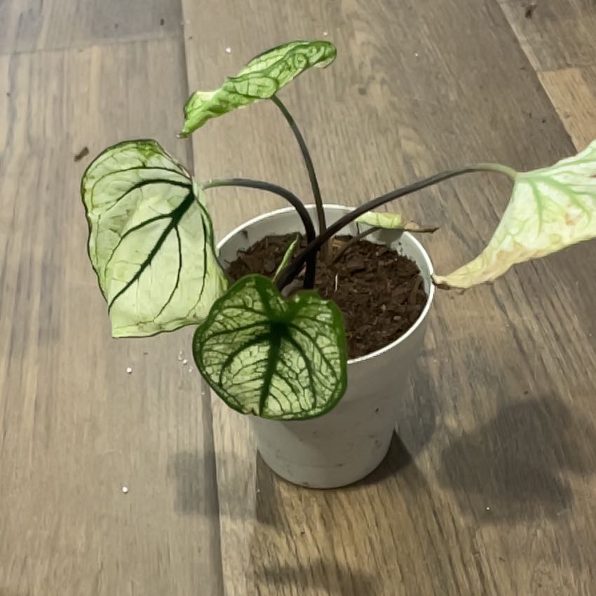 Photo of the plant species Caladium by @ZealShyleaf35 named Junior on Greg, the plant care app