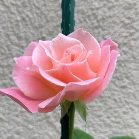 Photo of the plant species Sacred Lotus by @BubblyApple52 named Darwin on Greg, the plant care app