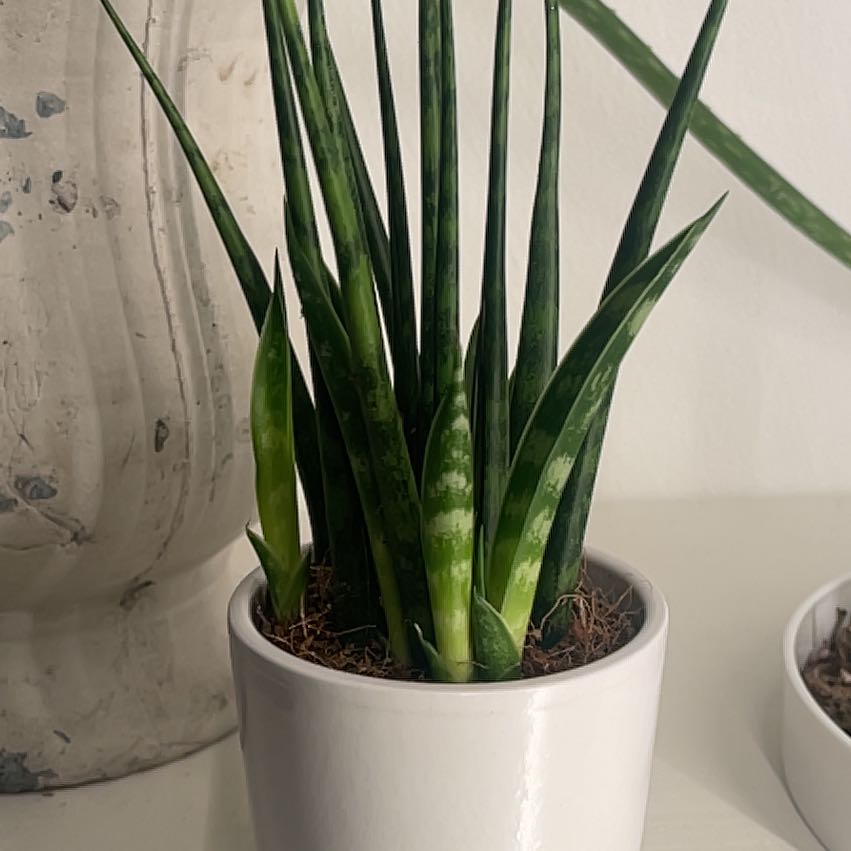 Photo of the plant species Sansevieria cylindrica 'Mohawk' by @CuriousOgreears named Mando on Greg, the plant care app