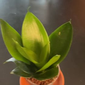 Photo of the plant species Snake Plant 'Hahnii Jade' by @CuriousOgreears named Curie on Greg, the plant care app