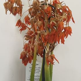 Plant care for Orange Torch Ginger on Greg, the plant care app