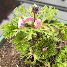 Photo of the plant species Poppy Anemone by David named Daphne on Greg, the plant care app