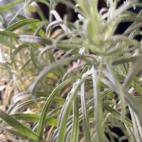 Photo of the plant species Italian Strawflower by @ElderRedtree40 named Willow on Greg, the plant care app