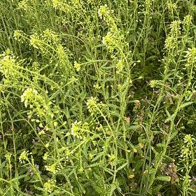 Photo of the plant species Poorman Pepperweed by @ElderRedtree40 named Zion on Greg, the plant care app