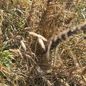 Photo of the plant species Wheatgrass by @ElderRedtree40 named Naomi on Greg, the plant care app
