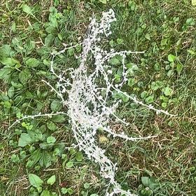 Photo of the plant species Absinth Sagewort by @ElderRedtree40 named Clooney on Greg, the plant care app